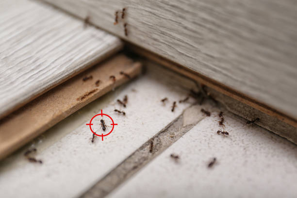 Best Local Pest Control Services  in Granite, OK