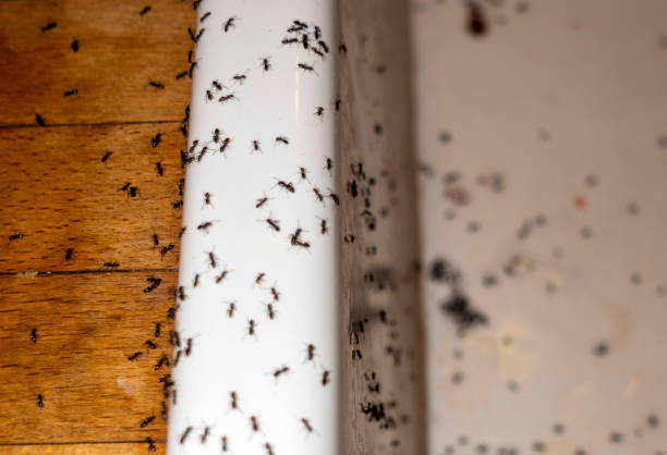 Best Best Pest Control Companies  in Granite, OK