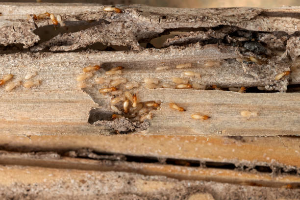 Best Termite Control Services  in Granite, OK